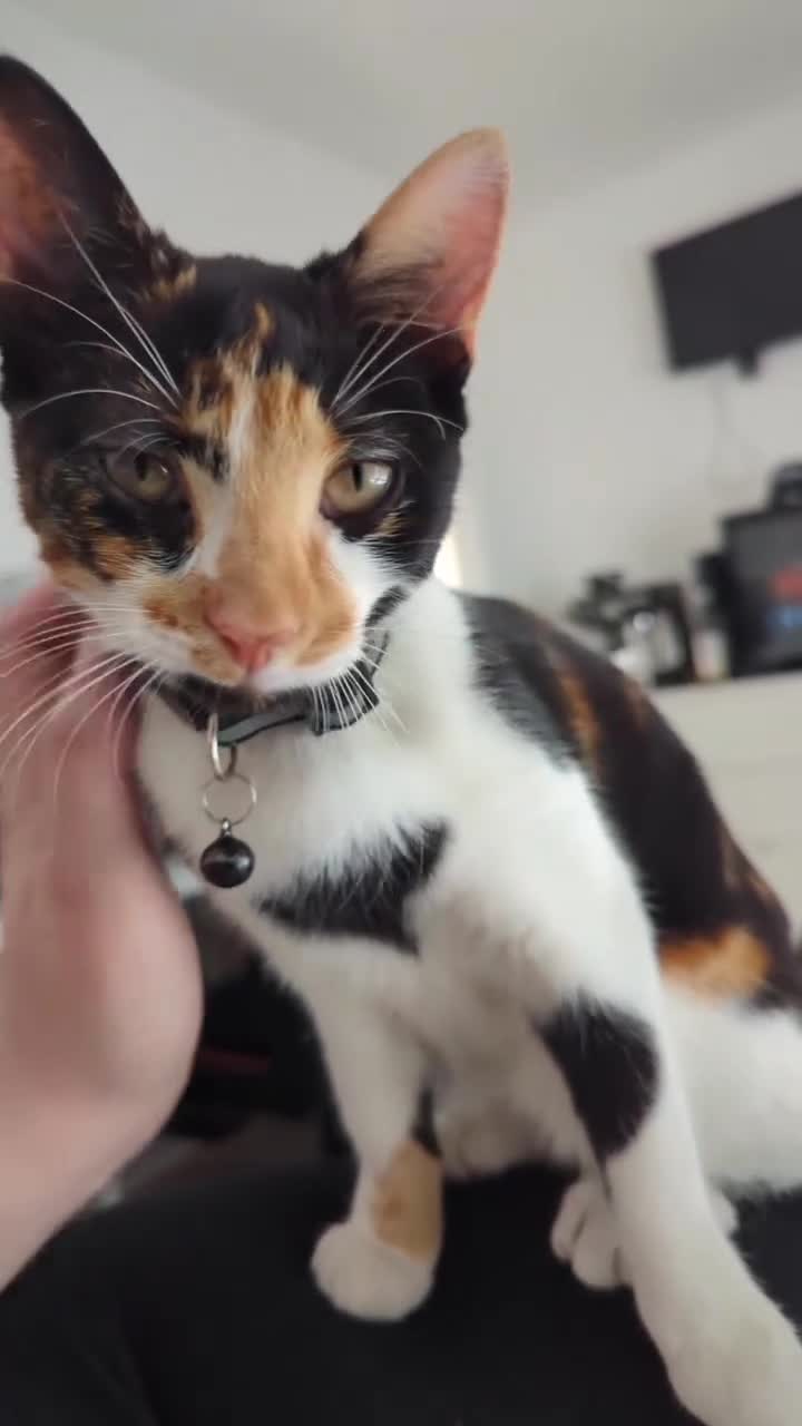 British Shorthair cats for sale: 🐾 2-Year-Old Loving Cat – Needs Calm, Quiet Home - Video 1