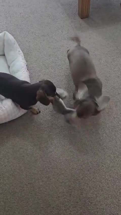 Miniature Dachshund dogs for sale: Beautiful Miniatures  - Video 1