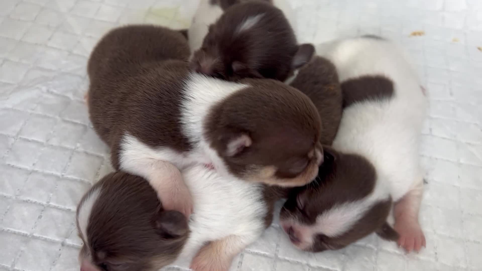 Chihuahua dogs for sale: Chocolate parti chihuahua puppys - Video 1