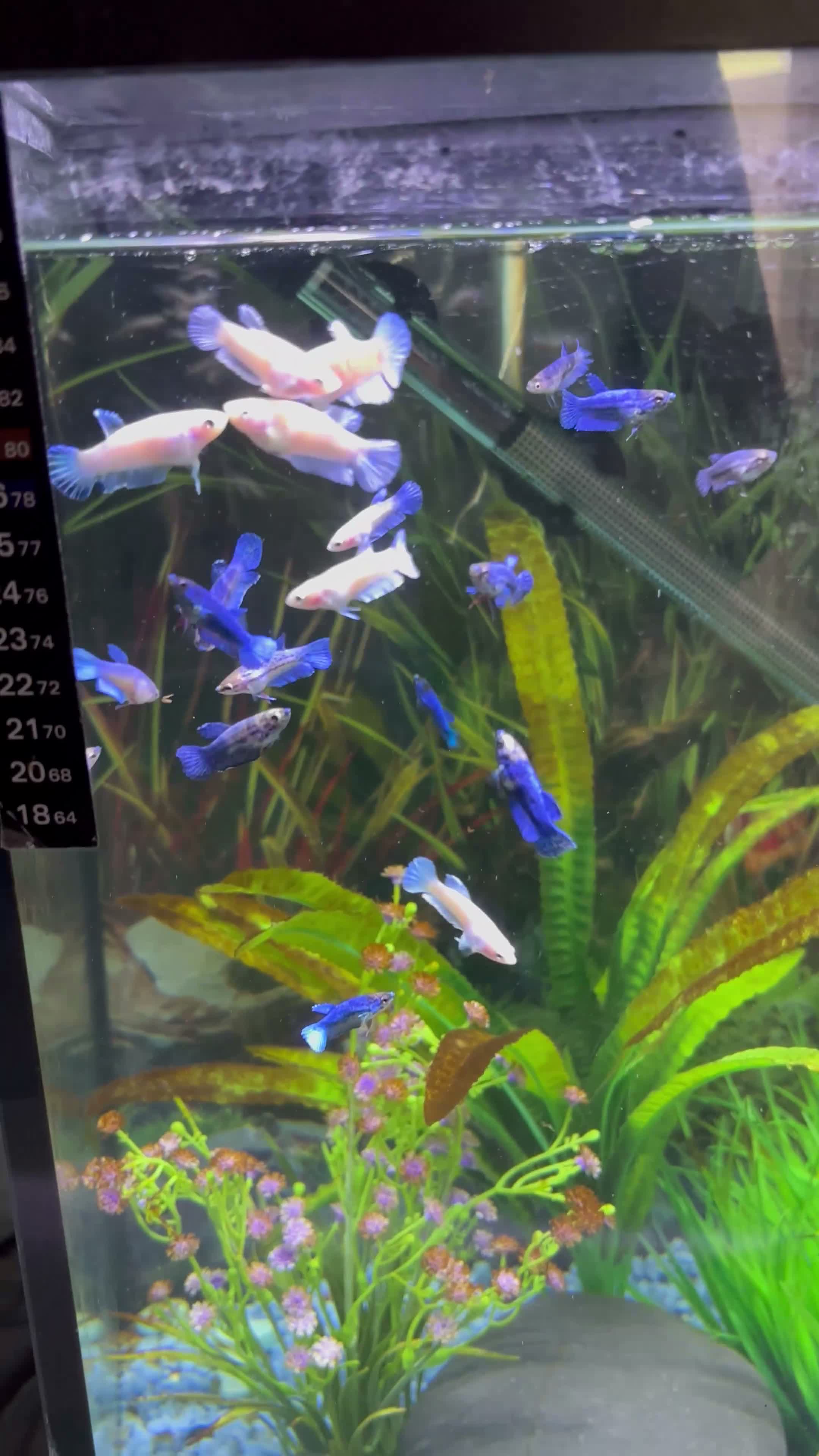 Bettas fish for sale: Mixed betta fish  - Video 1