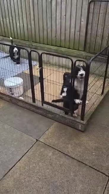 Old English Sheepdog dogs for sale: ONE HANDSOME MALE SHEEPADOODLE AVAILABLE  - Video 3