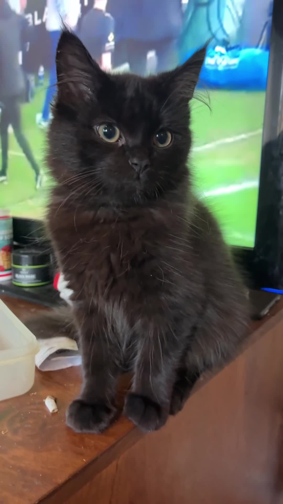 Mixed Breed cats for sale: 5-Month-Old Black Kitten Smokey Ashy Grey tones in Preston - Video 1