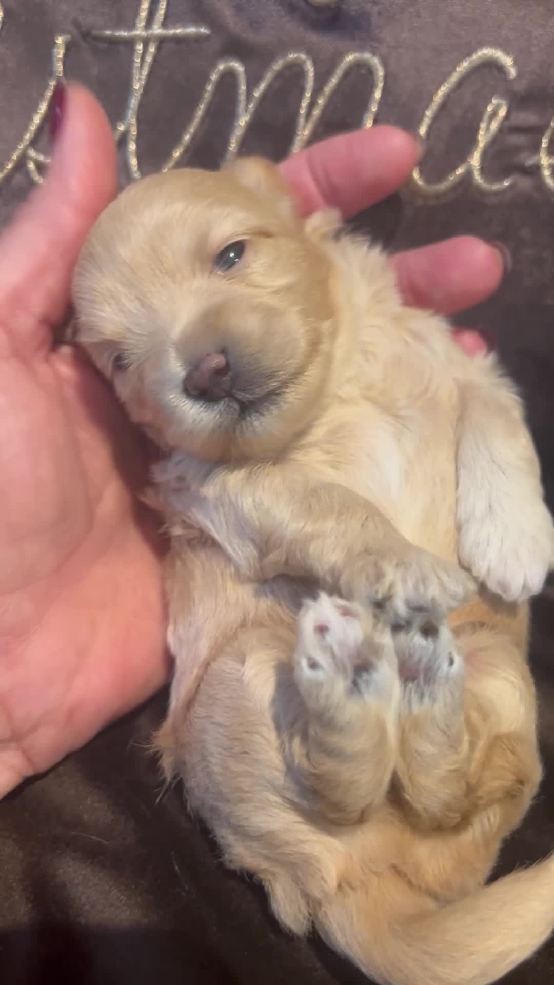 Maltipoo dogs for sale: Teeny tiny multipoos babies 🧸 - Video 2