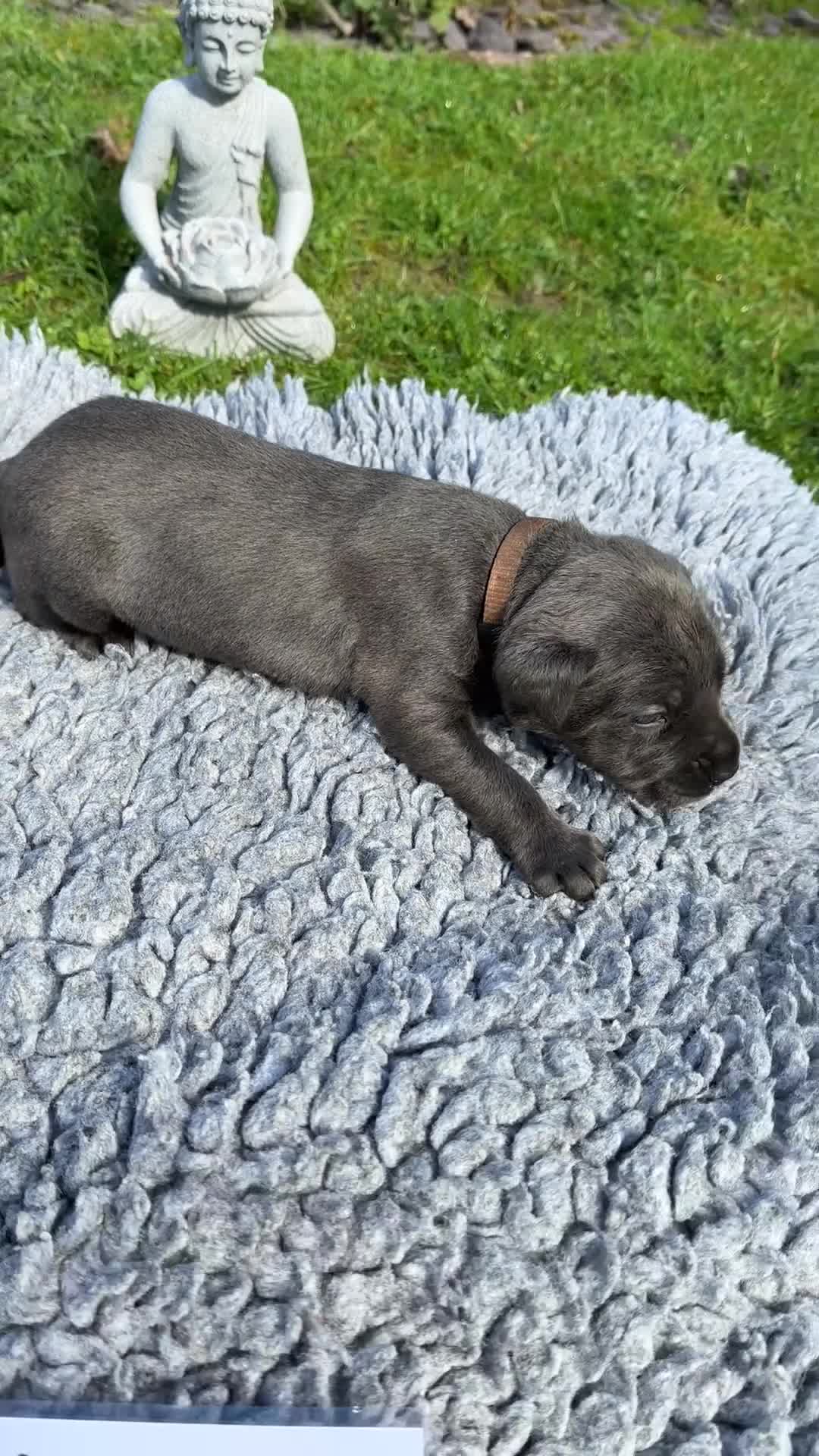 Cane Corso dogs for sale: 5 Towns Corsos Spring litter  - Video 1