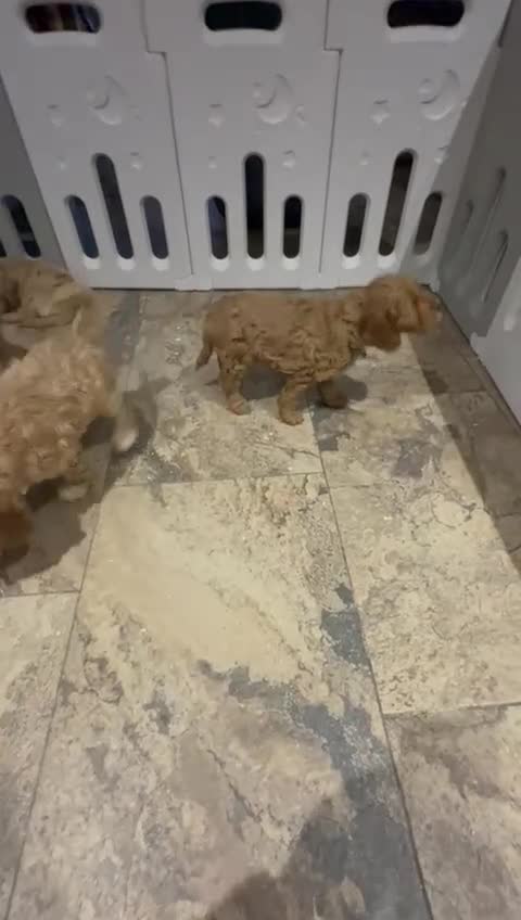 Cockapoo dogs for sale: Quality Cockapoo Puppies - Video 2