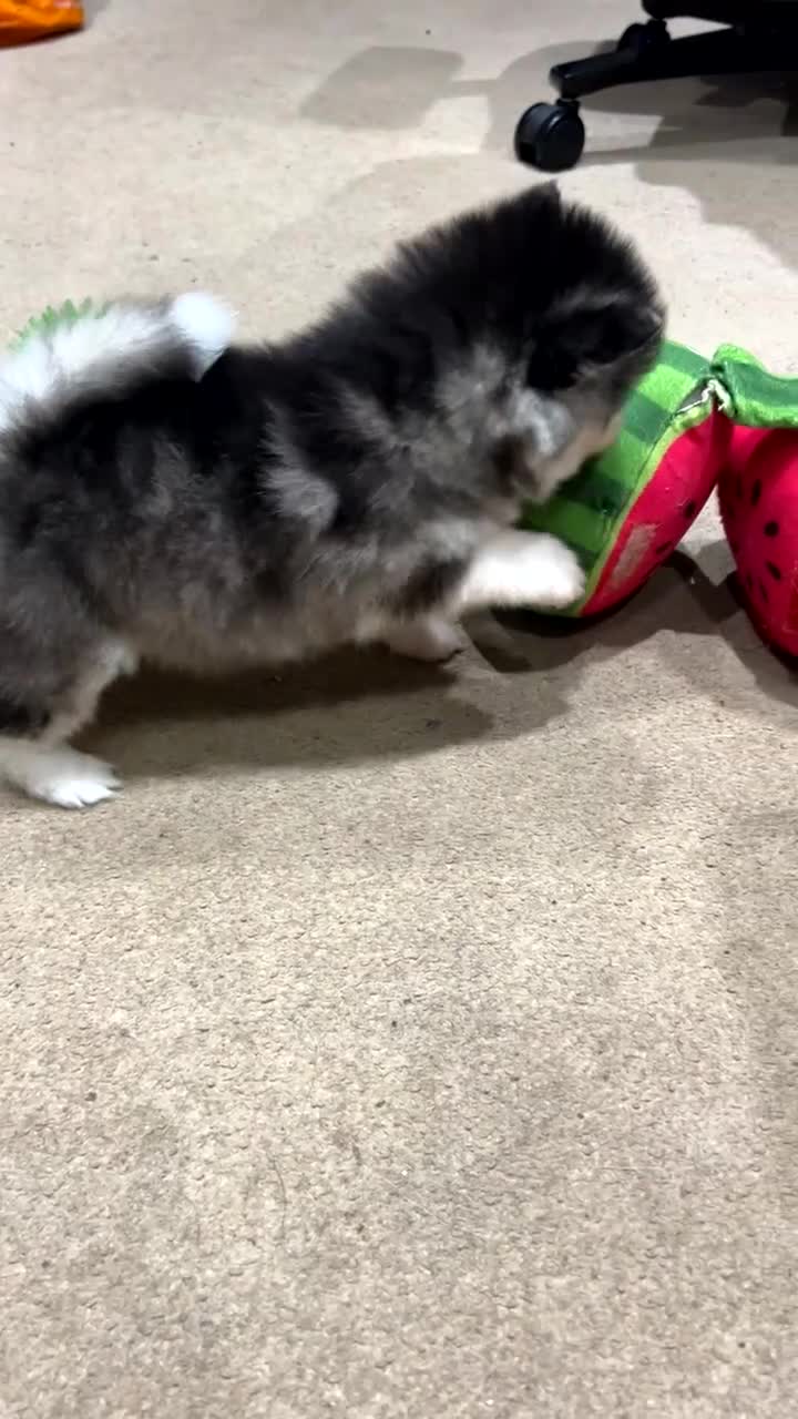 Pomsky dogs for sale: F4 Toy Pomsky Puppies - Video 5