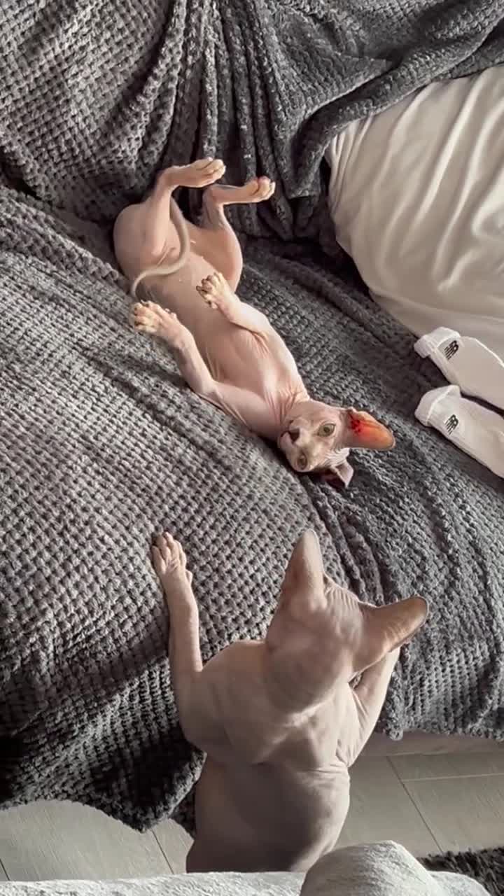 Sphynx cats for sale: Piggy & Cruella 3 year old bonded Sphynx cats  in Chesterfield - Video 2