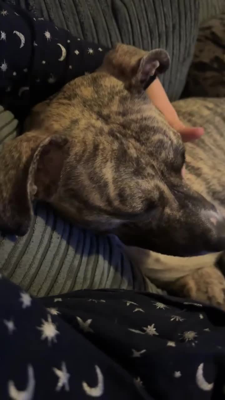 Mixed Breed dogs for sale: Beautiful mix breed girl for rehoming  in Rotherham - Video 1