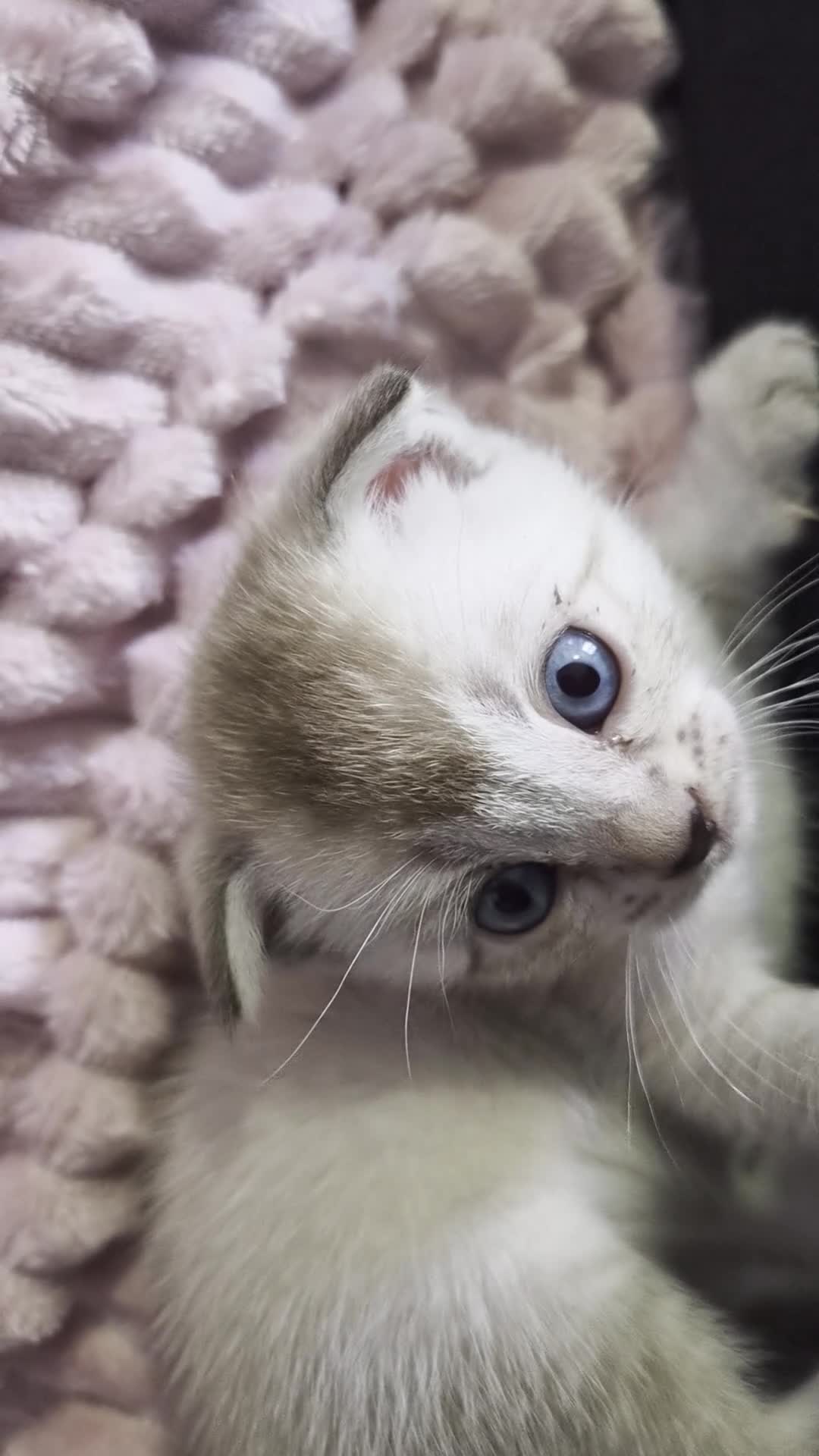 Bengal cats for sale: Rare Snow bengal x fold in Boston - Video 1