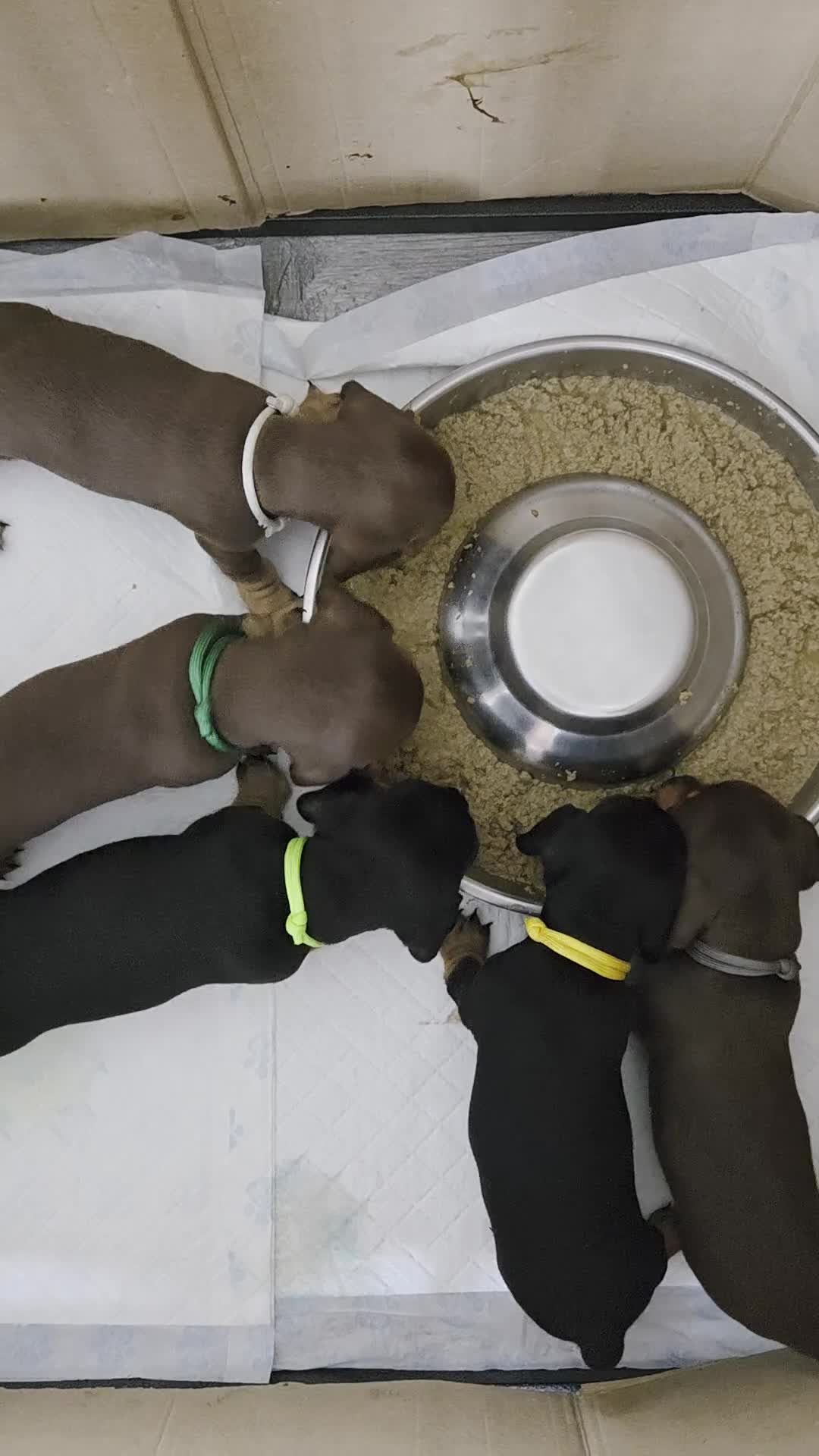 Miniature Dachshund dogs for sale: Shorthaired Minature Daschunds READY TO LEAVE NOW - Video 1