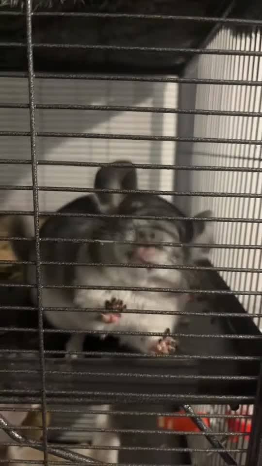 Chinchilla rodents for sale: Female chinchilla year old  in Swanscombe - Video 1