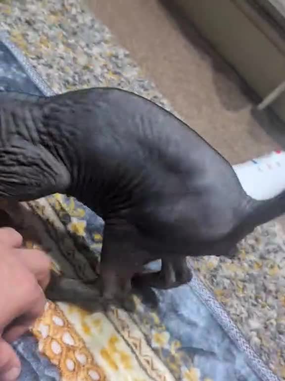 British Shorthair cats for sale: Sphynx boy and British shorthair girl  - Video 1