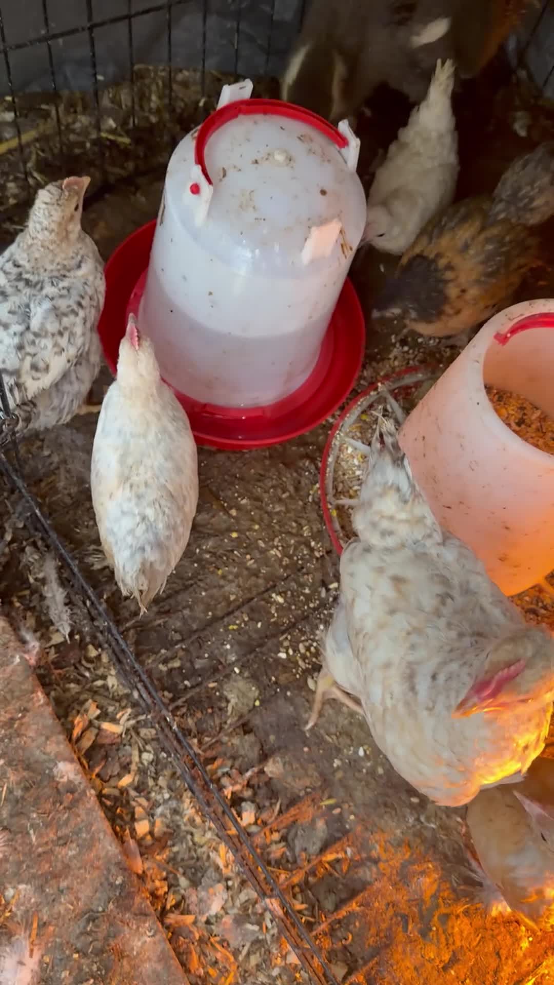 Chickens poultry for sale: Free chicks for good home - Video 1