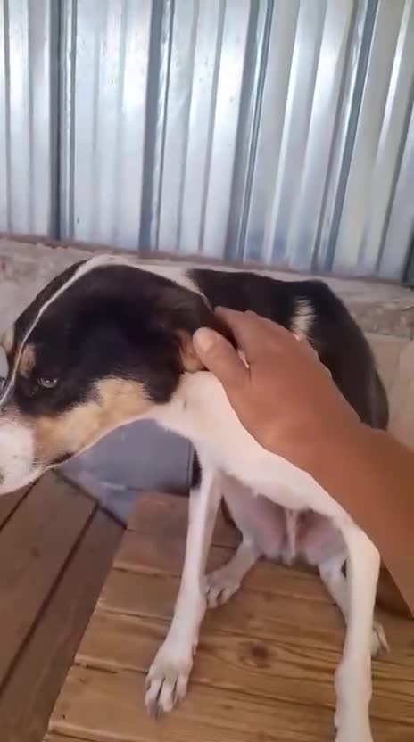 Mixed Breed dogs for adoption: Sailor Boy, 2 yrs approx. Available for adoption. - Video 1