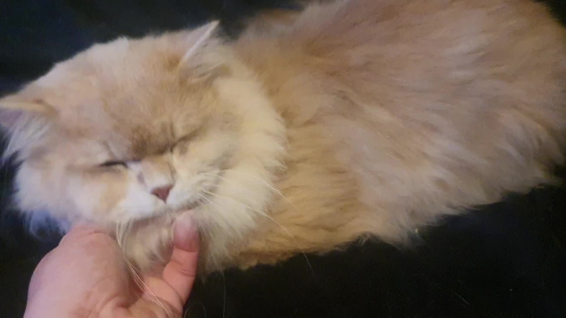 British Longhair cats for sale: Sweet Blue golden copper tipped Longhair boy  - Video 1