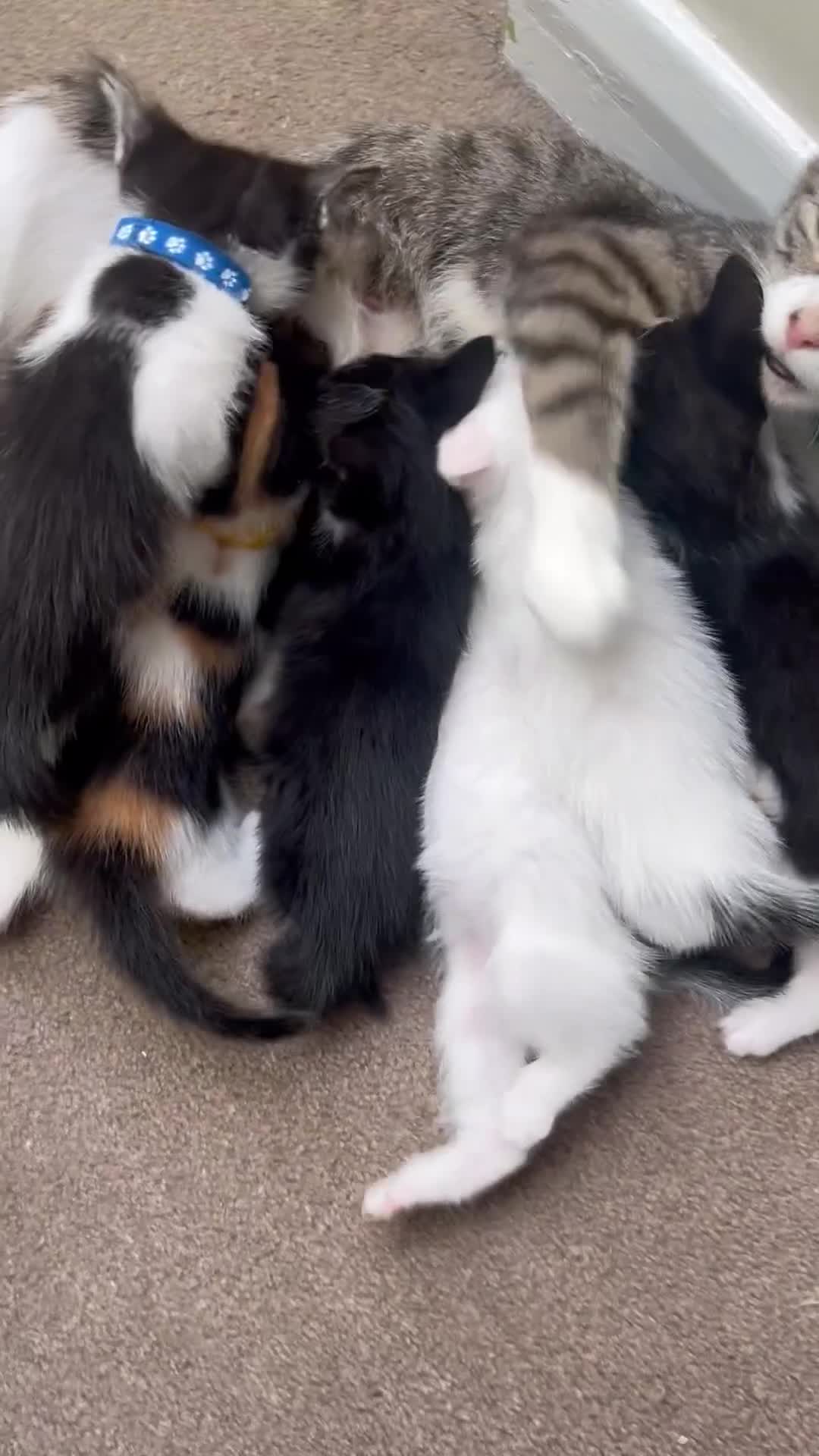 Mixed Breed cats for sale: CLEMMIE’S CUTIES- reduced price due to holidays  - Video 3