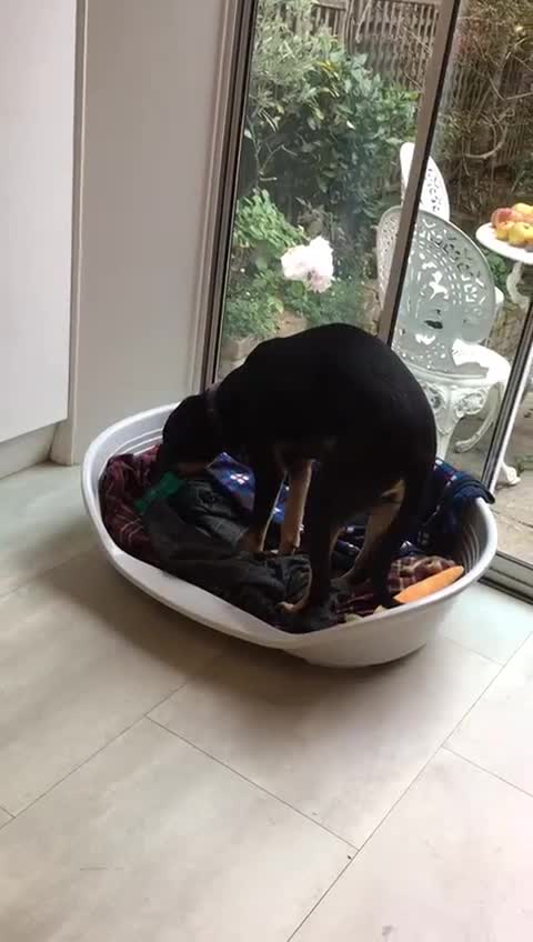 Mixed Breed dogs for adoption: Meet Lokum – Gentle Soul Doberman Mix - Video 4