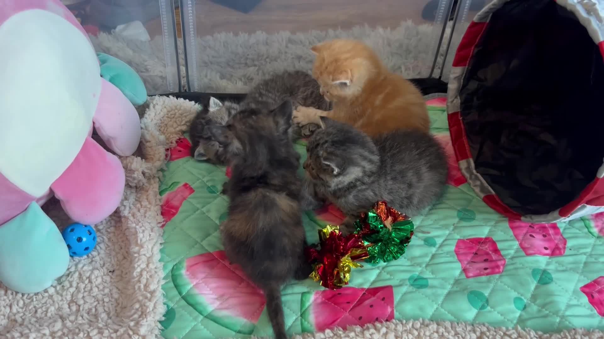 Exotic cats for sale: Exotic Persian shorthair in Saint Austell - Video 1