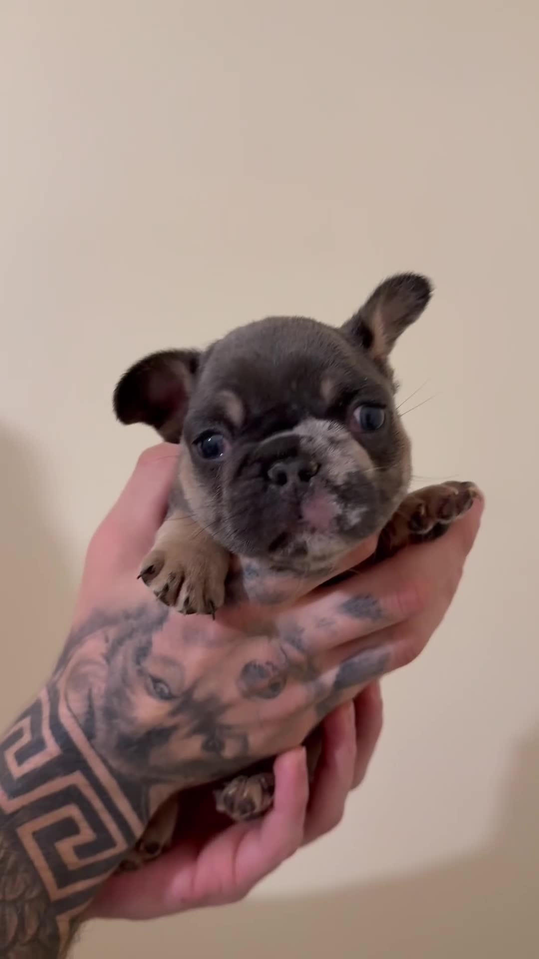 French Bulldog dogs for sale: Stunning Frenchie Trio  - Video 1