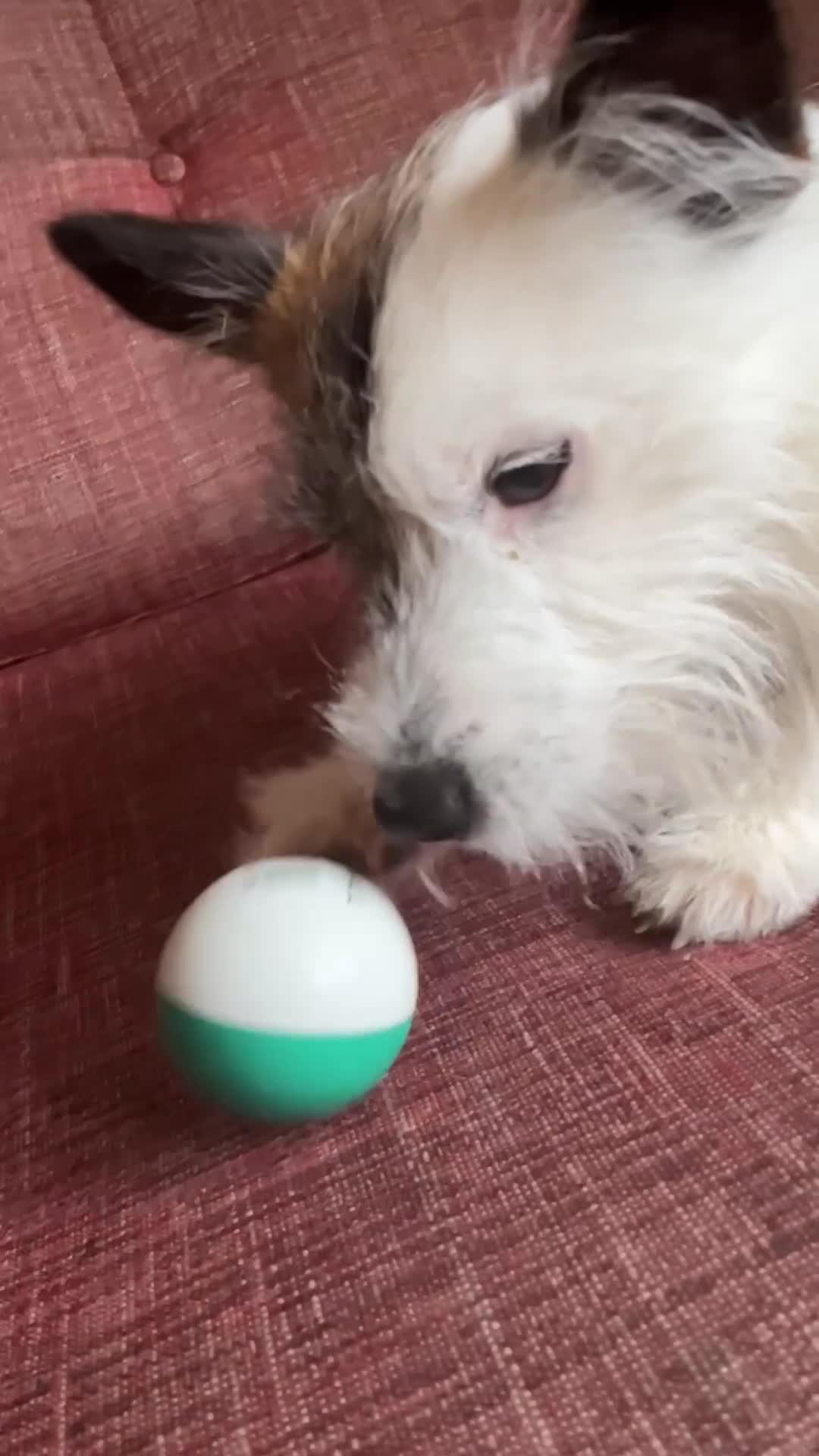 Jack Russell dogs for stud: Robbie for Stud - Video 1