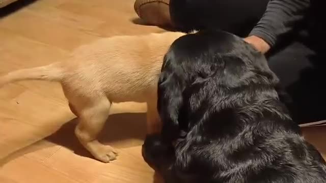 Labrador Retriever dogs for sale: Labrador Love Nuggets - 7 left - Video 1