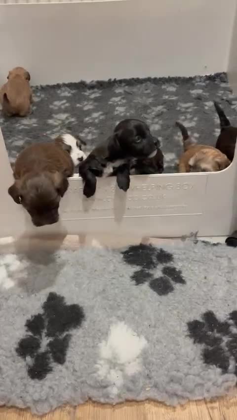 Havanese dogs for sale: Beautiful Havanese puppies - Video 1