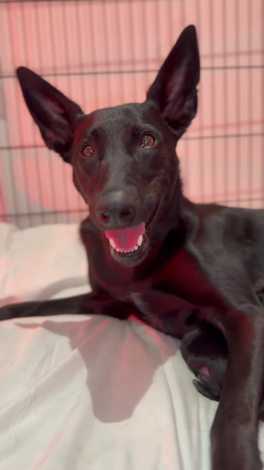 Belgian Shepherd Dog dogs for sale: 3x Serious Black Dutch Herder Puppies Available - Video 2