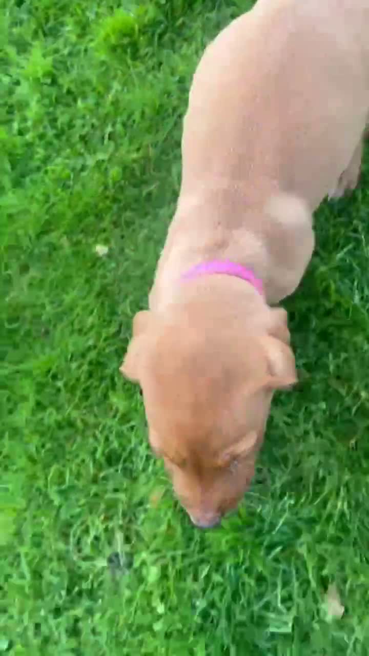 Labrador Retriever dogs for sale: Labrador Dog Pup - Video 1