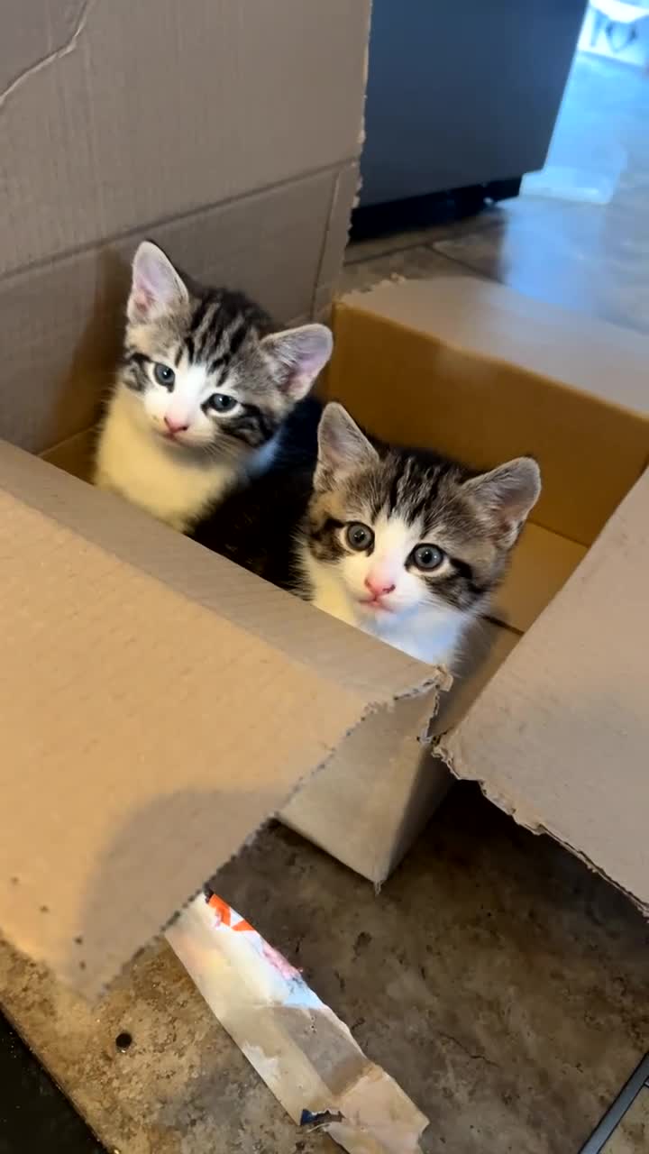 Domestic Shorthair cats for sale: Domestic short hair tabby kittens   - Video 1