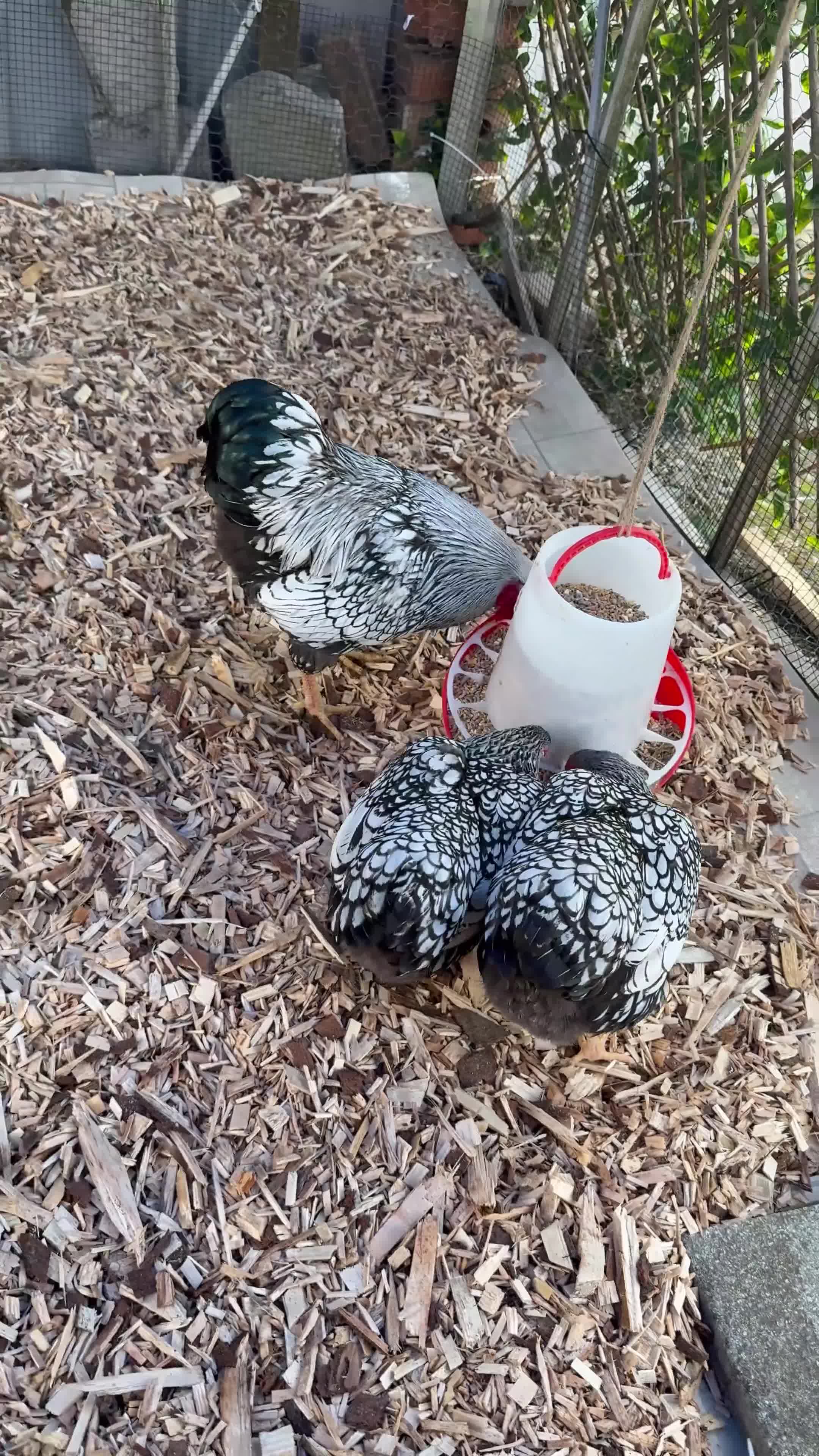Chickens poultry for sale: Silver laced Wyandotte bantam trio  - Video 1