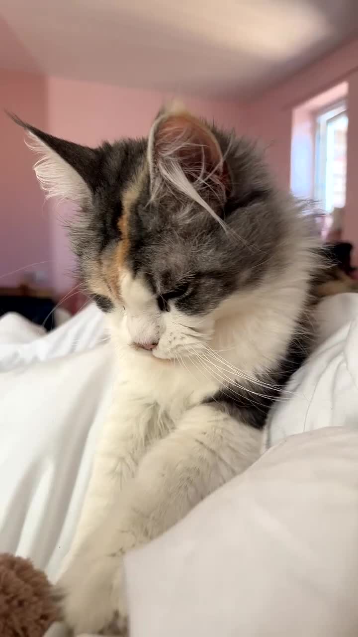 Maine Coon cats for sale: Lady! calico maine coon!  - Video 1