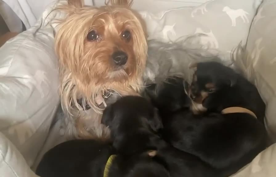 Yorkshire Terrier dogs for sale: Special yorkie one - Video 1
