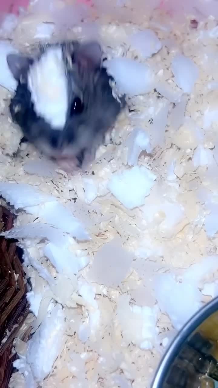 Hamster rodents for sale: Female Russian dwarf hamster - Video 2