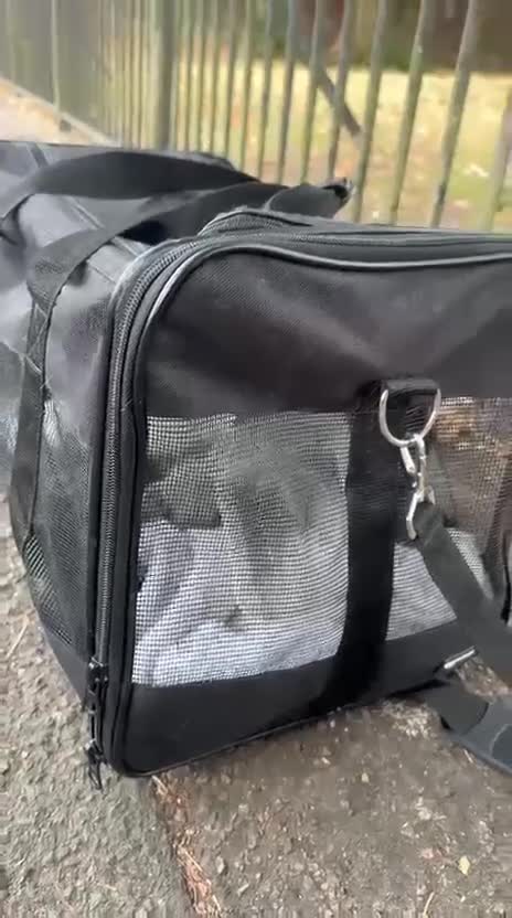 Mixed Breed cats for adoption: Young rescue tabby male looking for home in Hook - Video 1