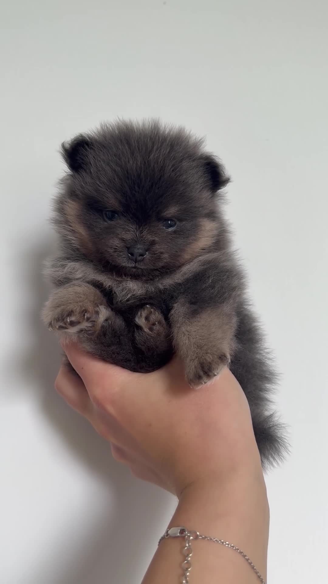 Pomeranian dogs for sale: ** KC pomeranian puppies - Video 2