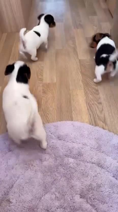 Jack Russell dogs for sale: Traditional Miniature Jack Russell Puppies! - Video 1