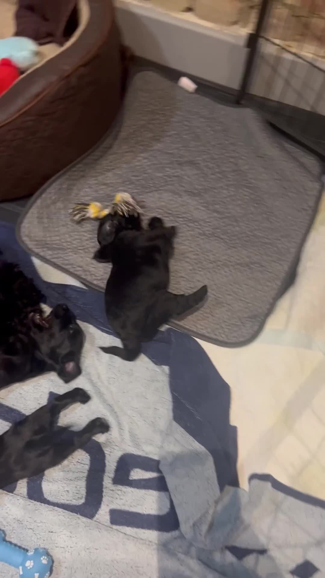 Cockapoo dogs for sale: Exceptional cockapoo pups- 1 Boy, 1 Girl left!! - Video 2