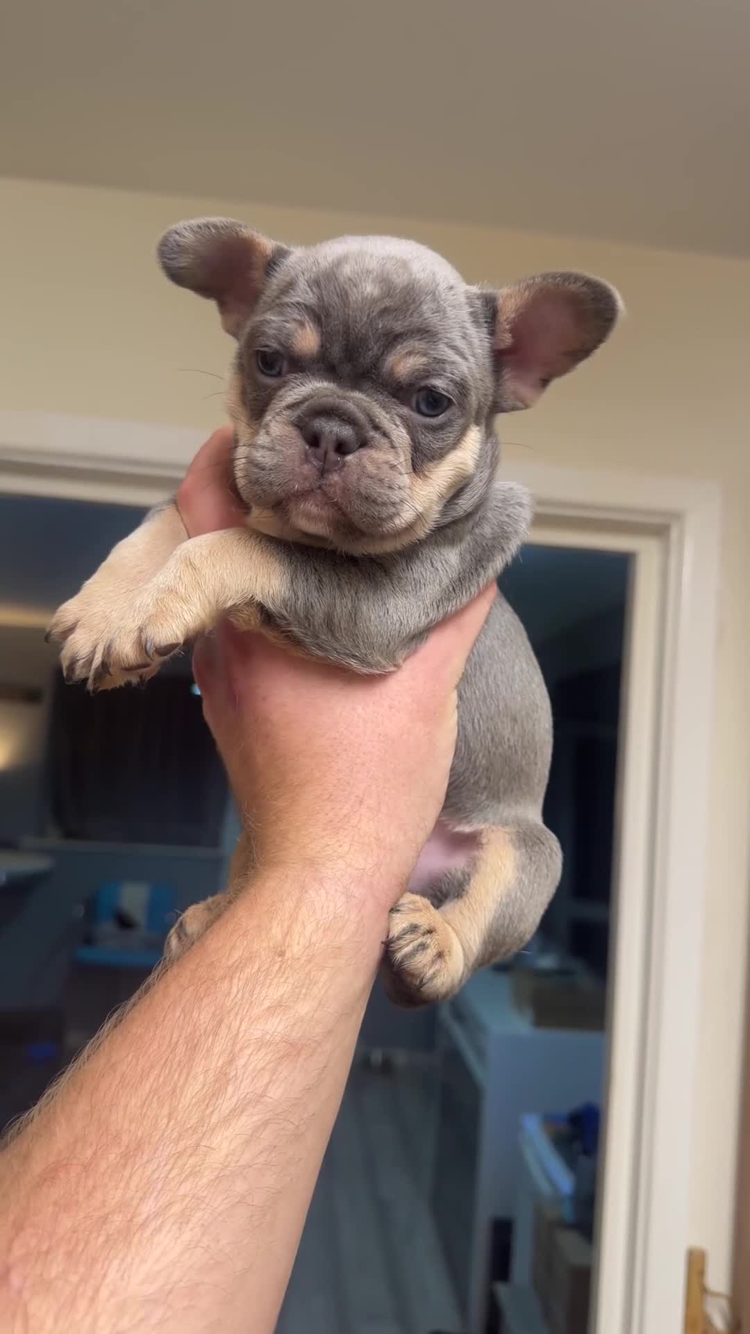 French Bulldog dogs for sale: French Bulldog Puppies  - Video 1