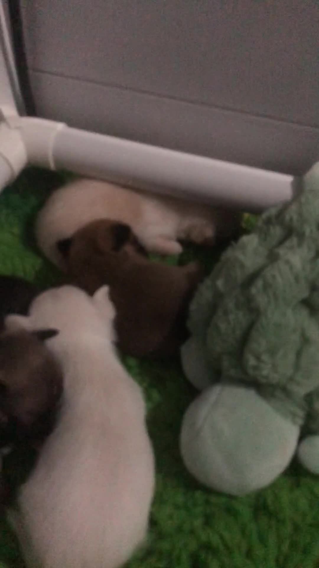 Pomchi dogs for sale: 🐾MALE POMCHI PUPPIES🐾 - Video 2