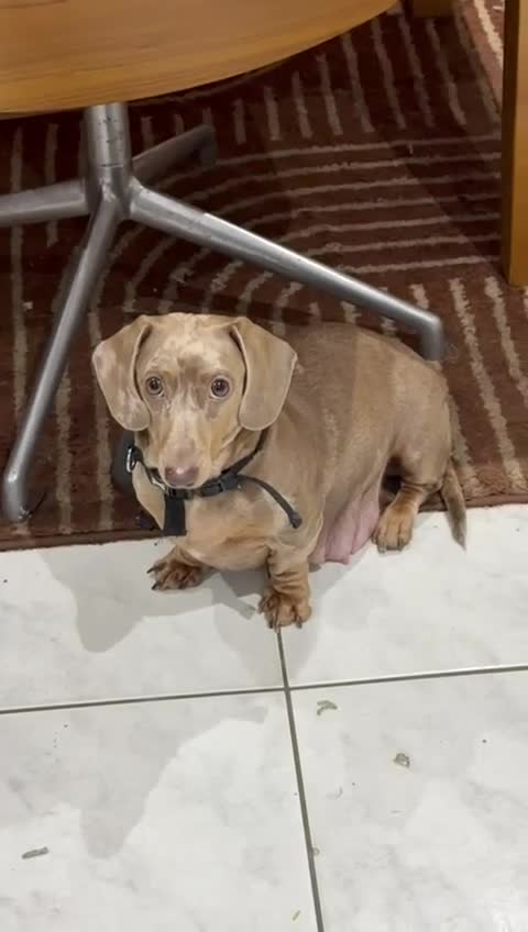 Miniature Dachshund dogs for sale: 💎RARE BREED/RARE BLOODLINE🩸 DACHSHUND PUPS 🐾 💕 - Video 3