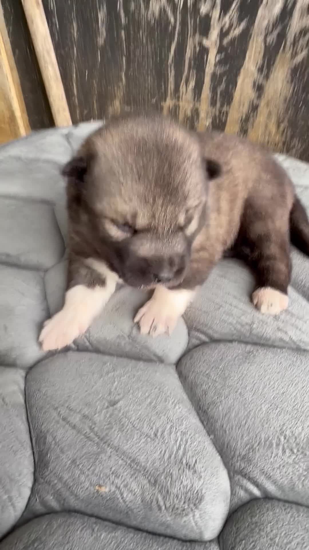 Siberian Husky dogs for sale: Gorgeous Siberian Husly puppies  - Video 4