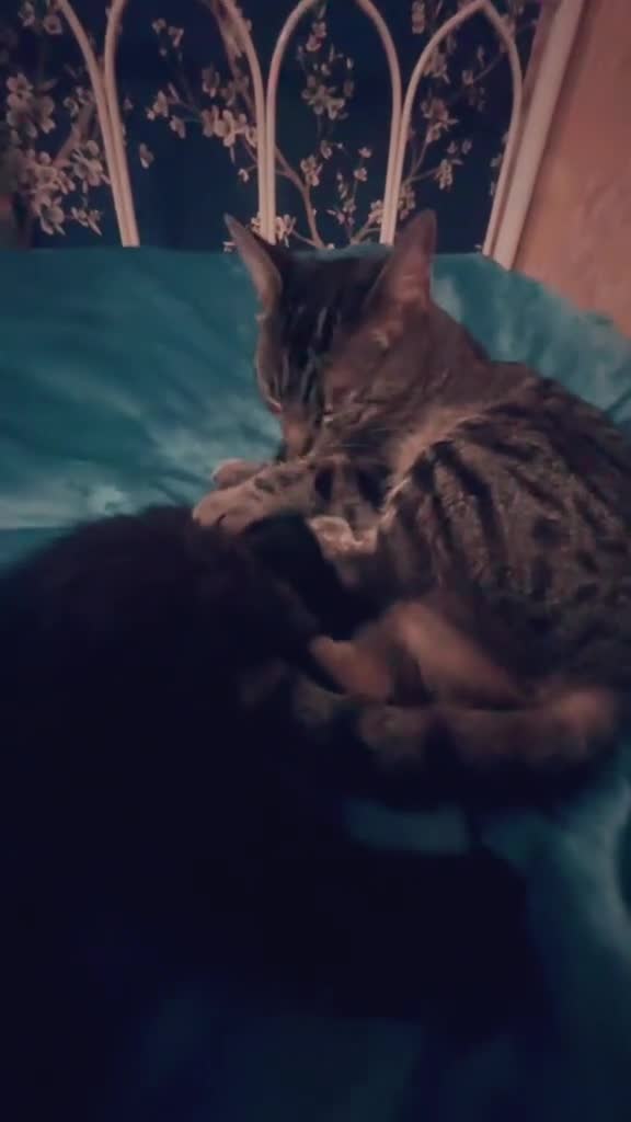 Tibetan cats for sale: Kittens looking for a loving home  - Video 1