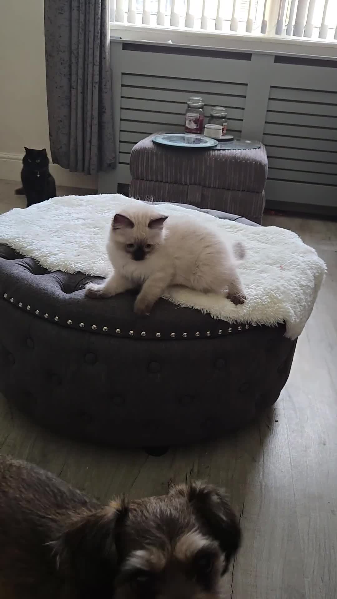 Ragcoon cats for sale: Ragcoon for Sale - Video 1