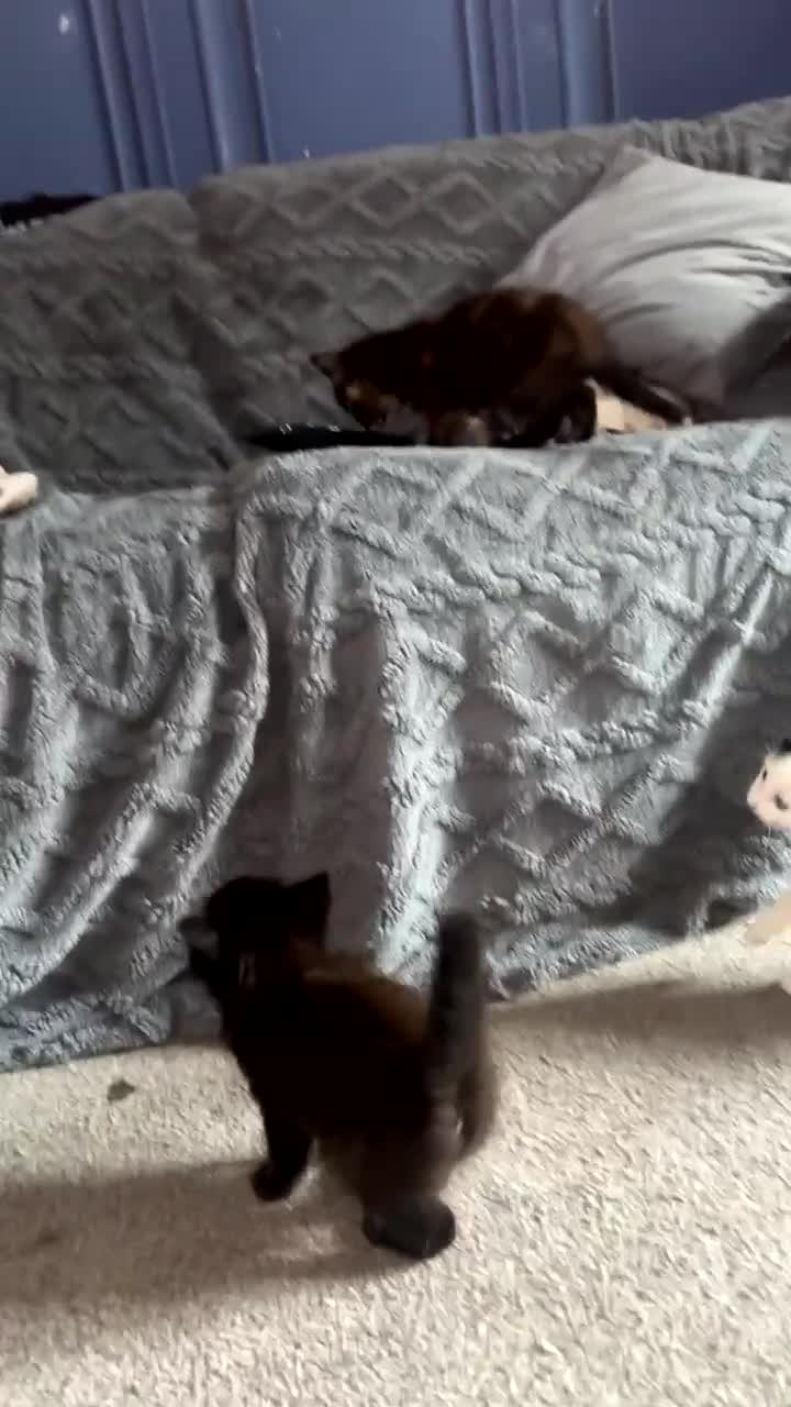 Mixed Breed cats for sale: Kittens for sale  - Video 2
