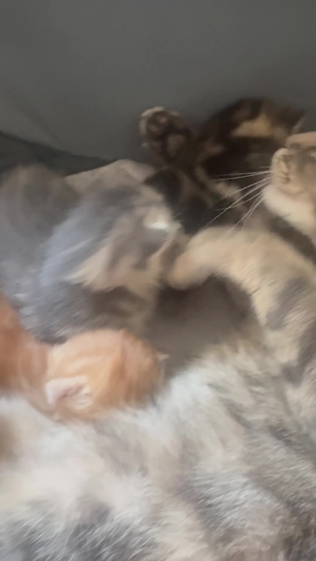 Mixed Breed cats for sale: Kittens looking for new homes. Mix breed  - Video 2
