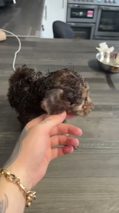 Cockapoo dogs for sale: F2 cockerpoo puppys - Video 1