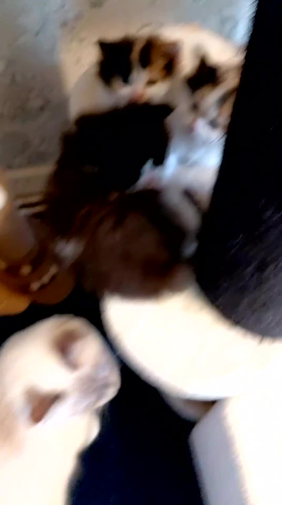 Ragdoll cats for sale: Ragdoll x persian - Video 1