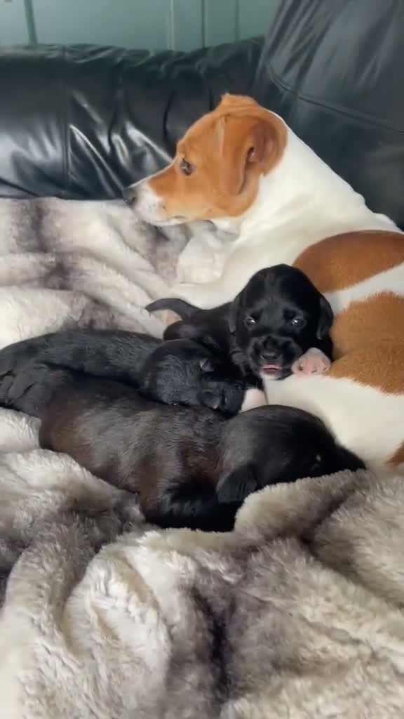 Jackapoo dogs for sale: F1 Jackapoo puppies - Video 1