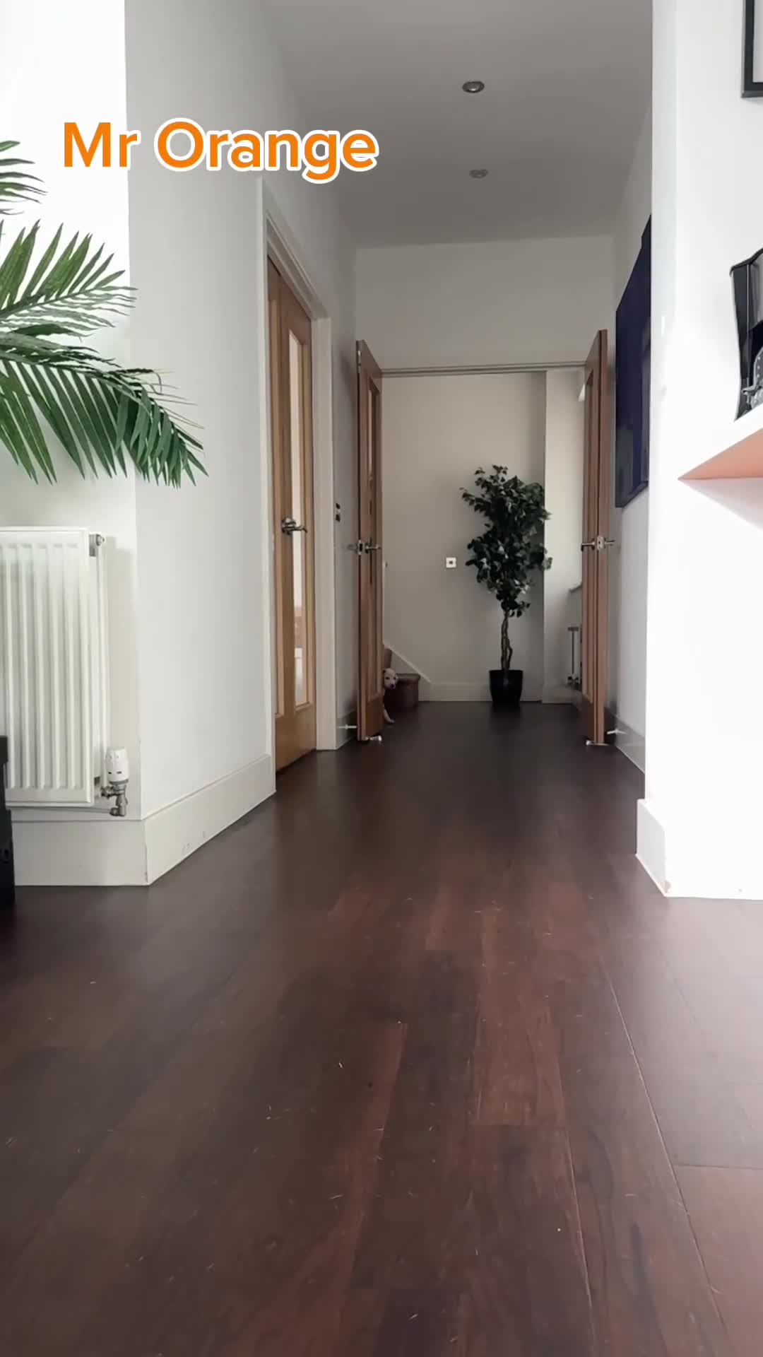 Dalmatian dogs for sale: 🖤 Ready now ONE BOY LEFT Dalmatian Puppies 🖤 - Video 1