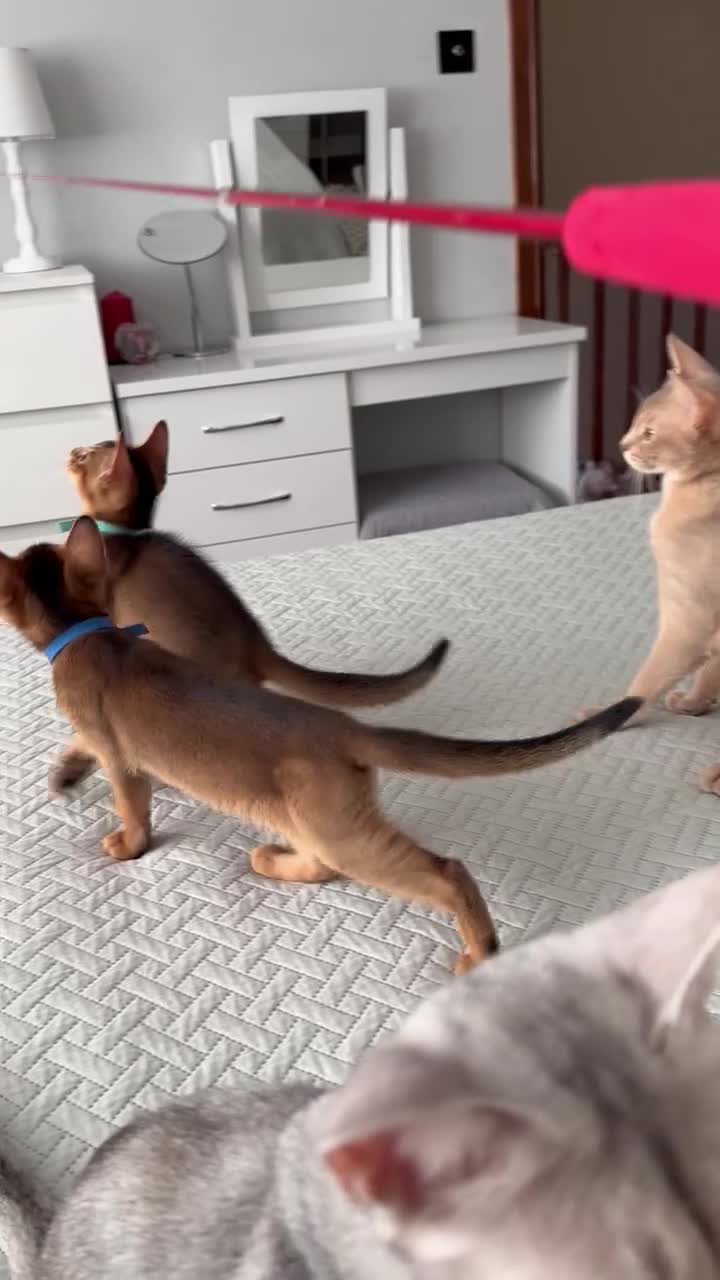 Abyssinian cats for sale: Abyssinian kittens  - Video 1